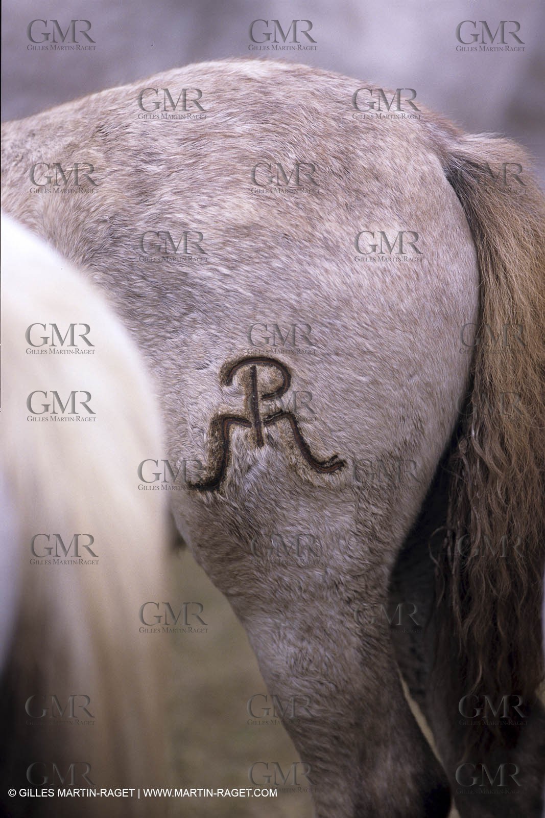 Camargue horses