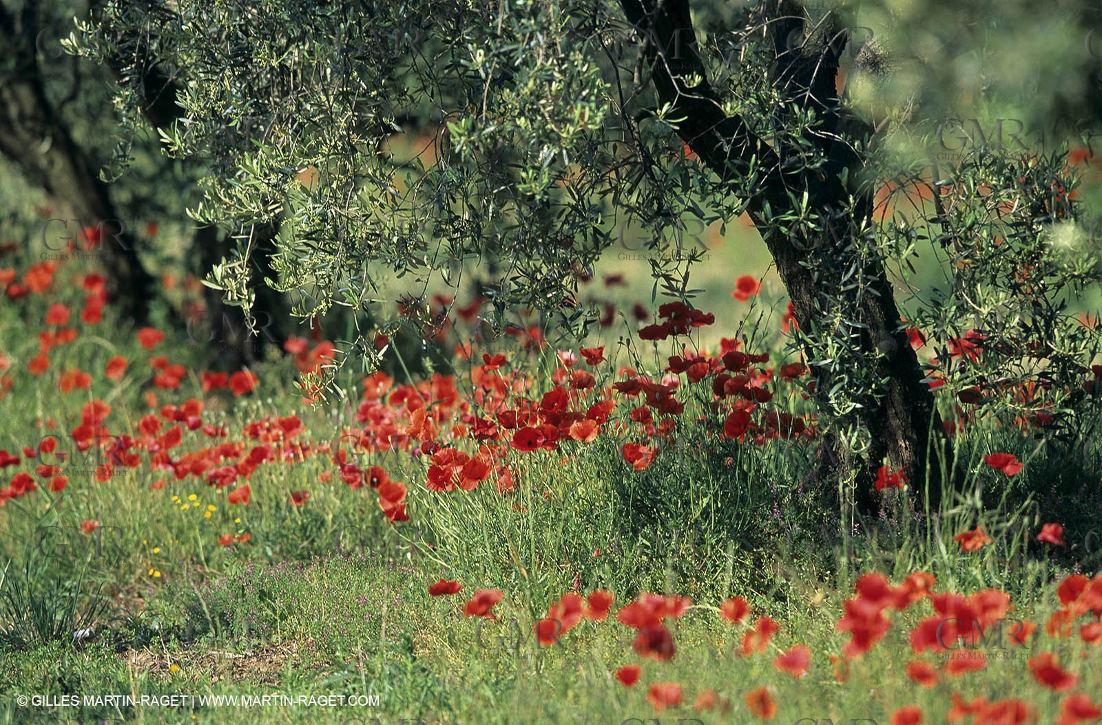 2000-2010- Les Alpilles (FRA,13) - Champs de coquelicots