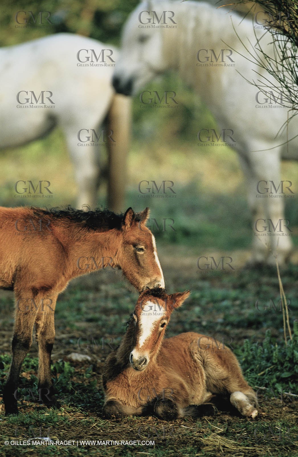 2000-2010- Arles - Les Saintes Maries de la mer (FRA,13) - Camargue horses