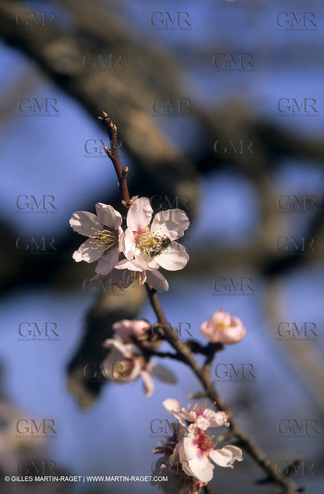 Luberon, Vaucluse (FRA,84) - Fruit trees blooming
