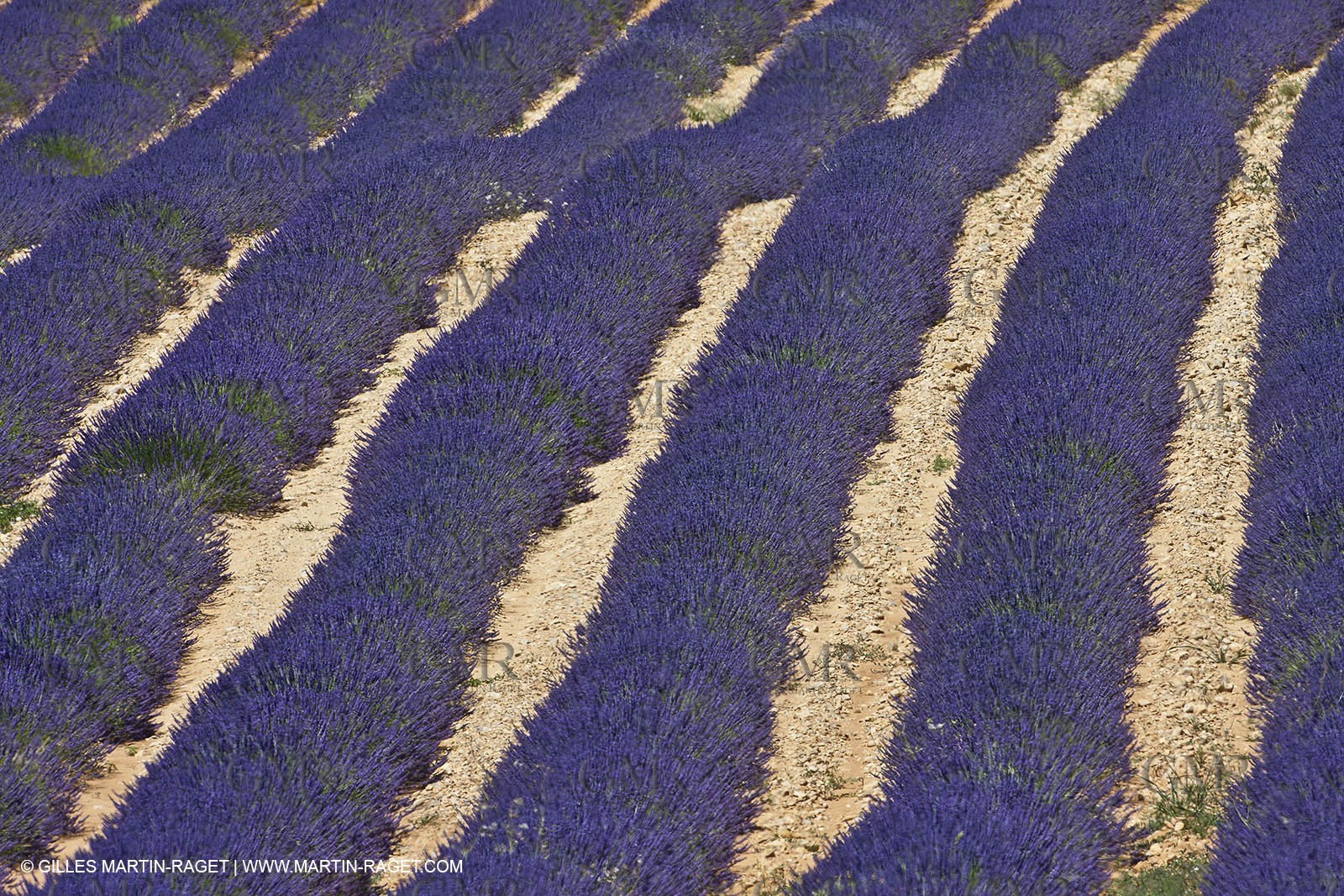 27 06 2011 - Entrevennes (FRA, 04) - Lavander fields
