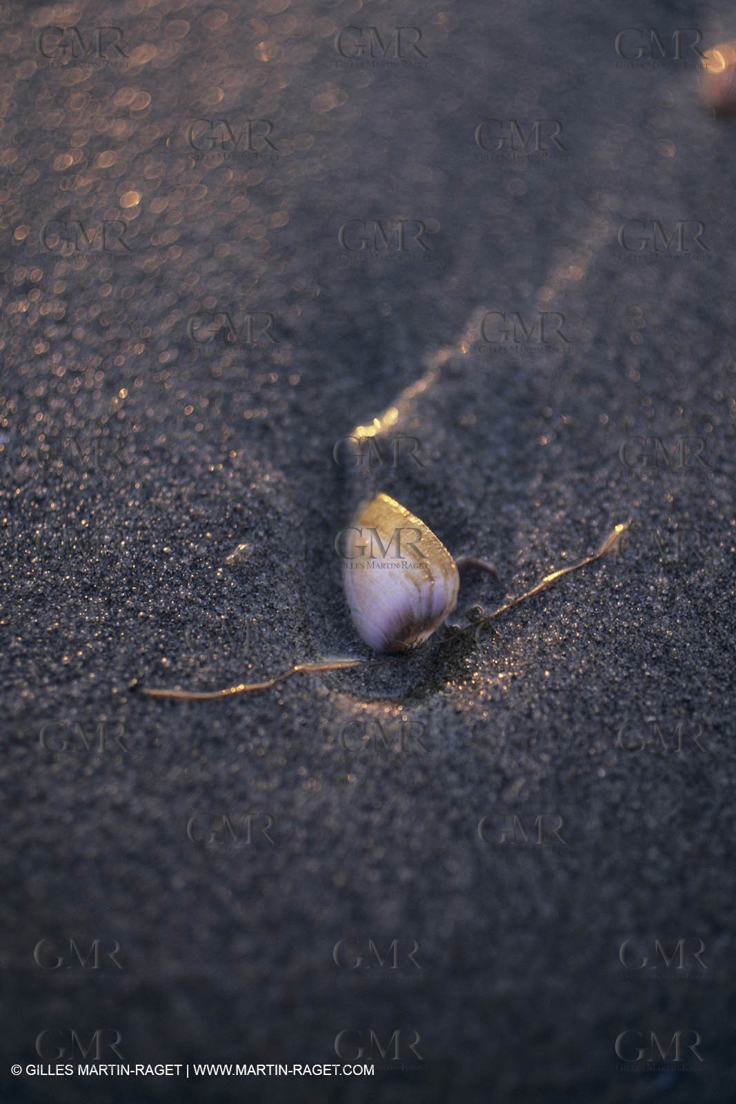 France, Provence, Camargue, Nature, plage, sable