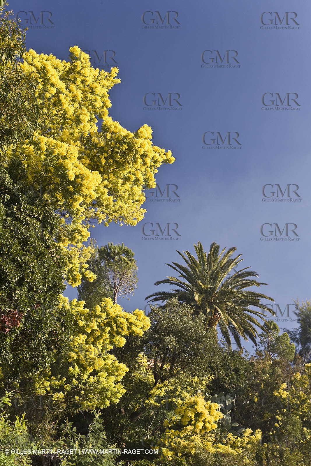 06 02 2008 - Théoule sur mer (FRA, 06) - Mimoses in full flower