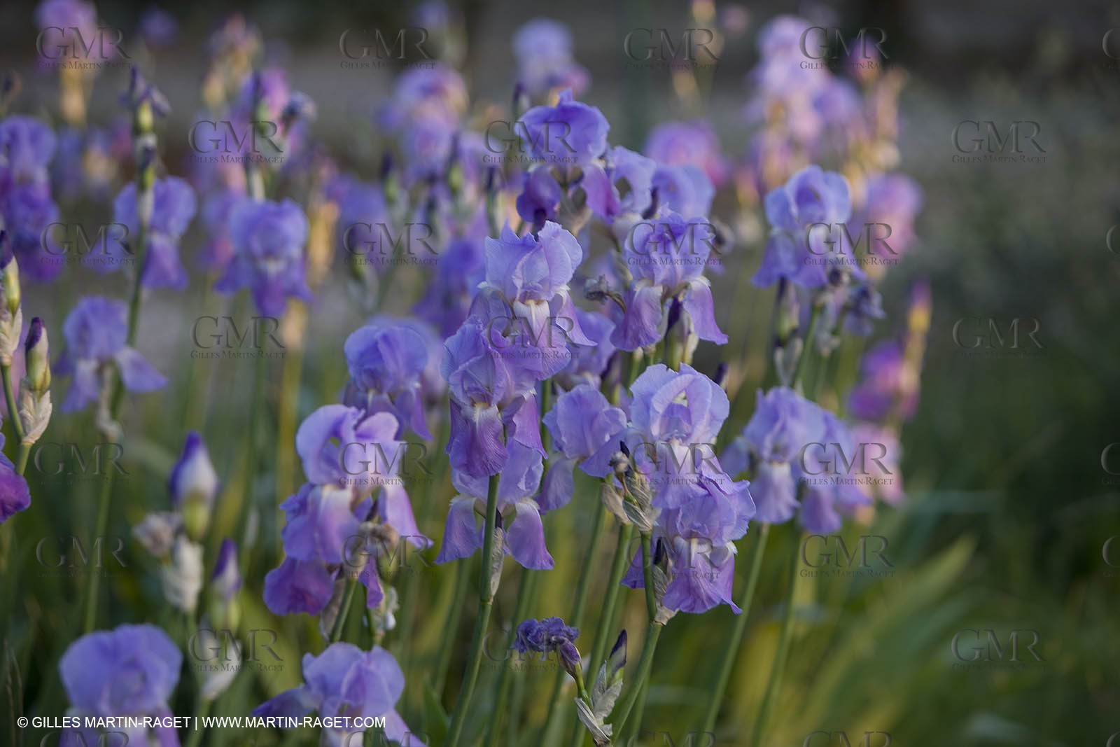 04 05 2008 - Saint Rémy de Provence (FRA, 13) - Paysages des Alpilles