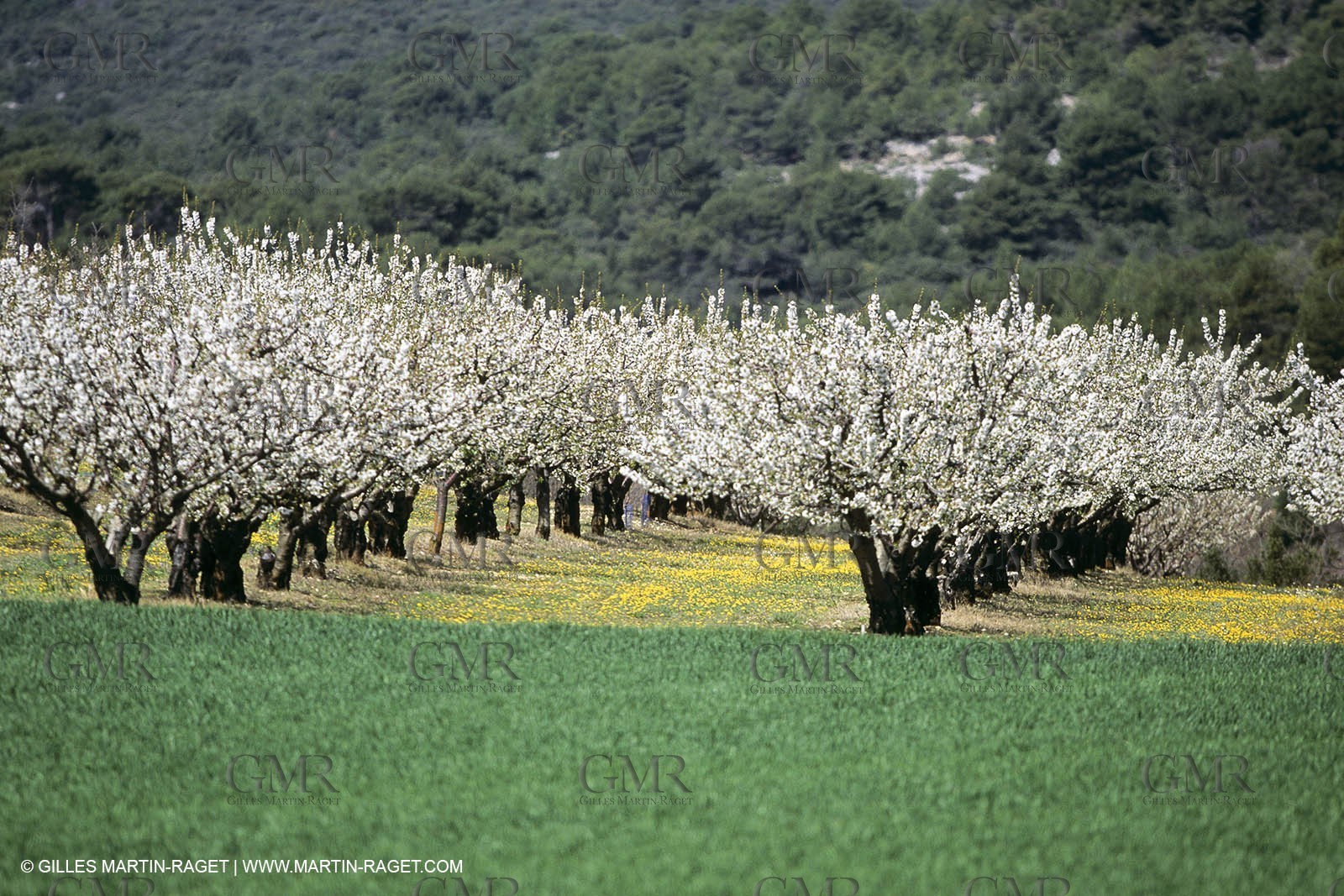 Luberon in winter near Saint Satrunin les Apt (FRA,84)