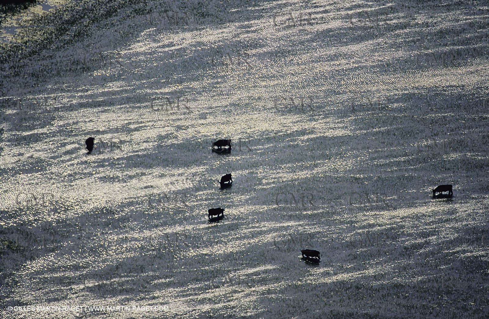 Bouches du Rhône, Camargue (FRA 13) - Camargue bulls