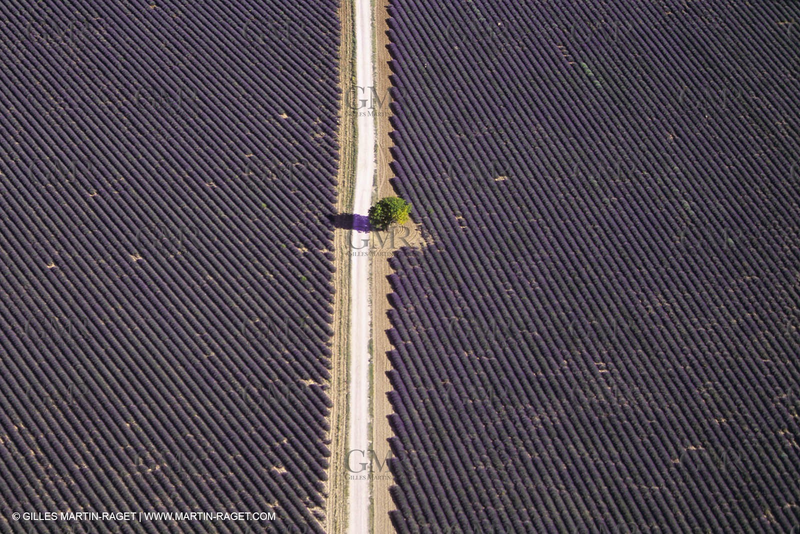 Juin 2005, Valensole (FRA,04) - Lavander fields