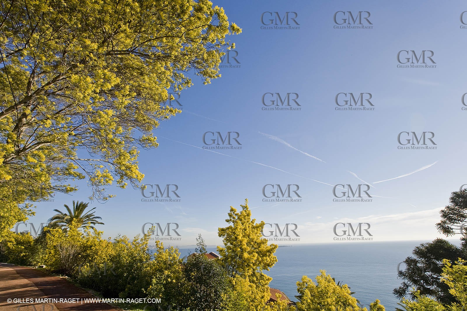 06 02 2008 - Théoule sur mer (FRA, 06) - Mimoses in full flower