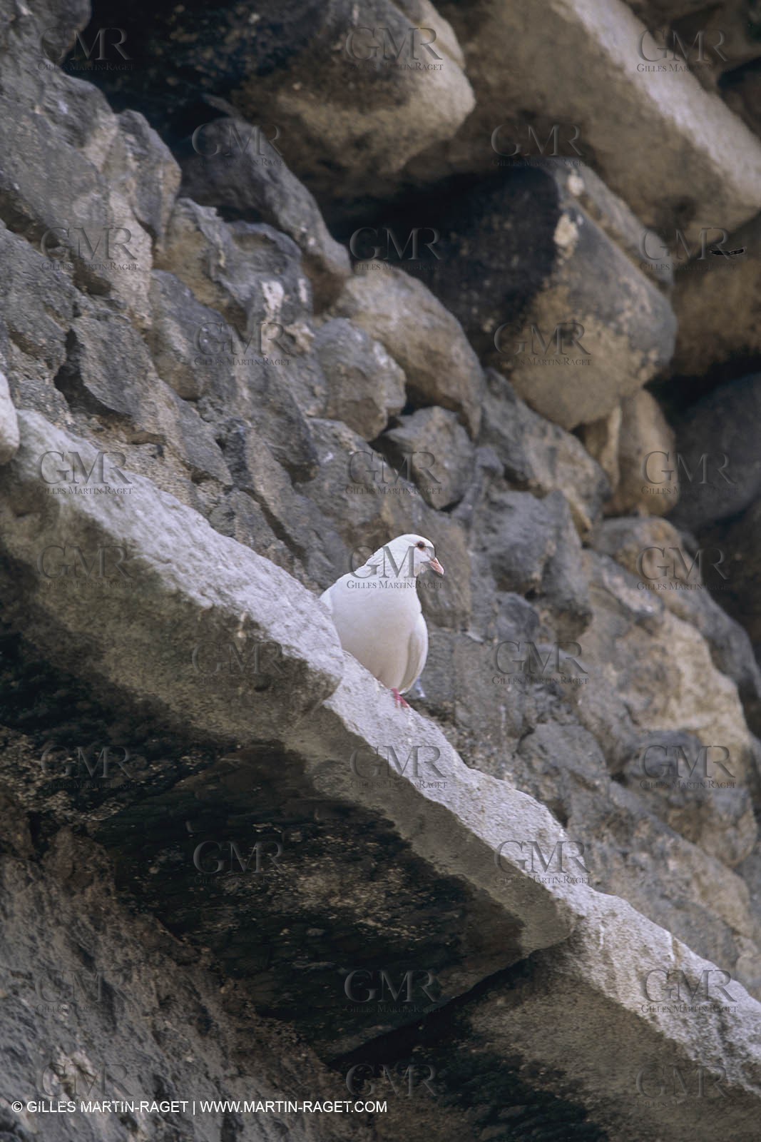 France, Provence, Saint-Rémy de Provence