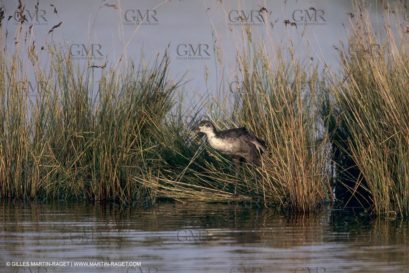 France, Provence, Camargue, Birds