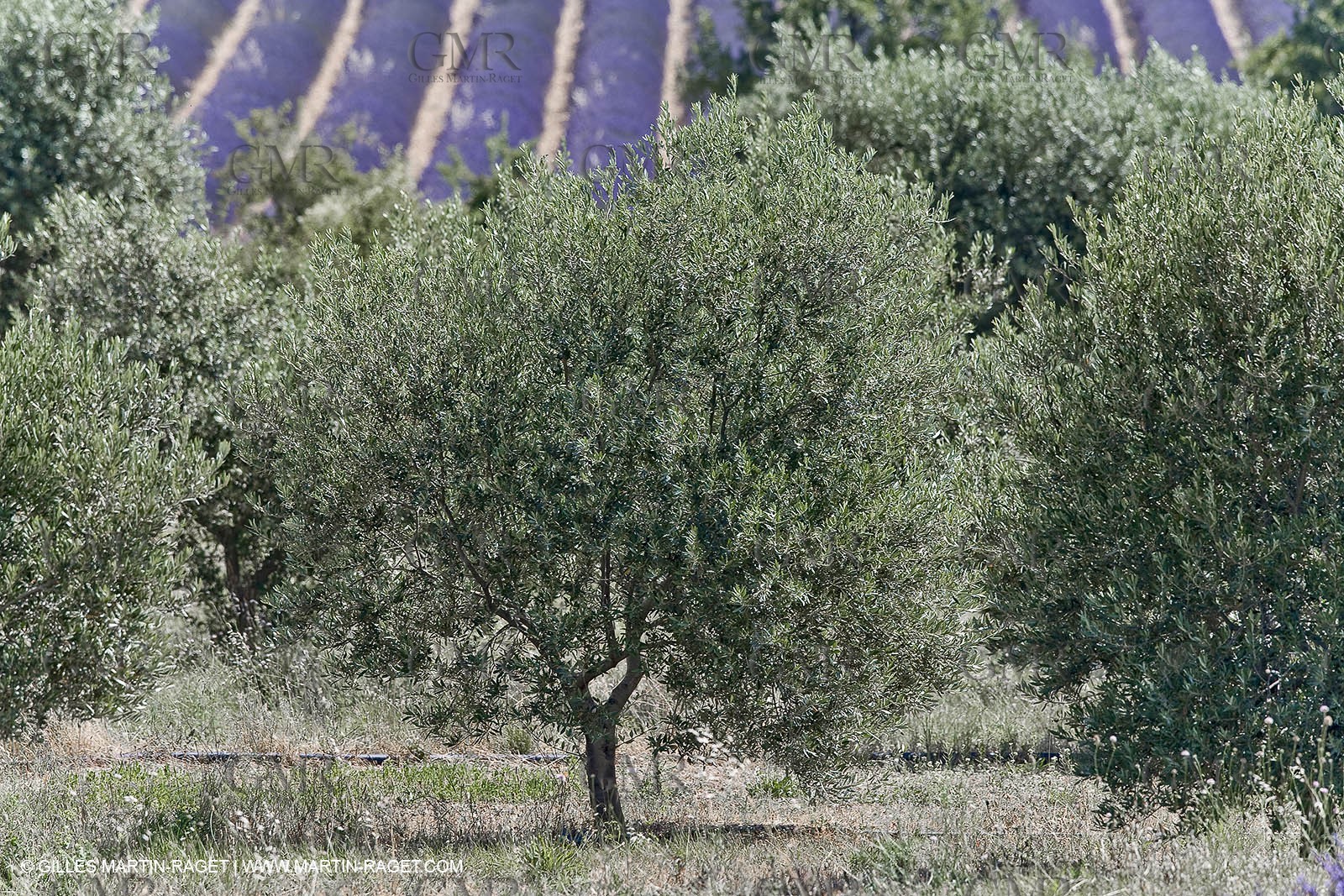 13 08 2007 - Valensole (04) - lavender fields on Valensole plateau