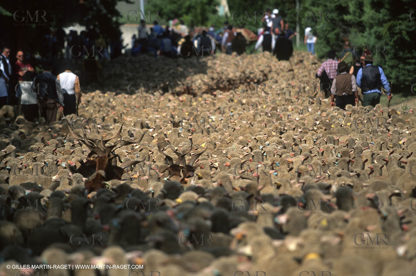 Saint Rémy de Provence (FRA,13) - Sheep stocks migration Fest