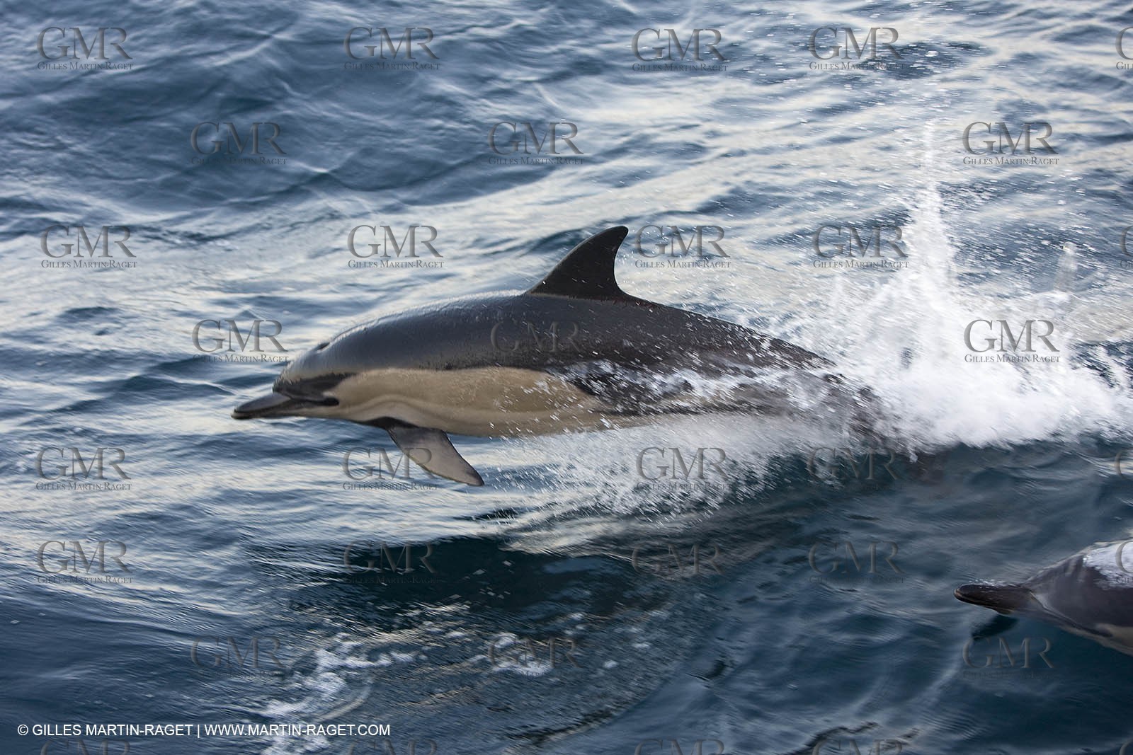 Animaux marins