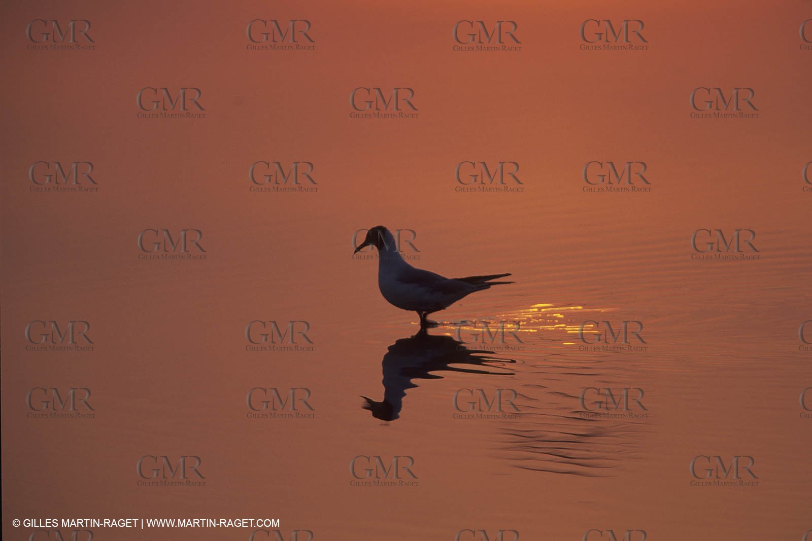 France, Provence, Camargue, Birds, Flamants, flamingos