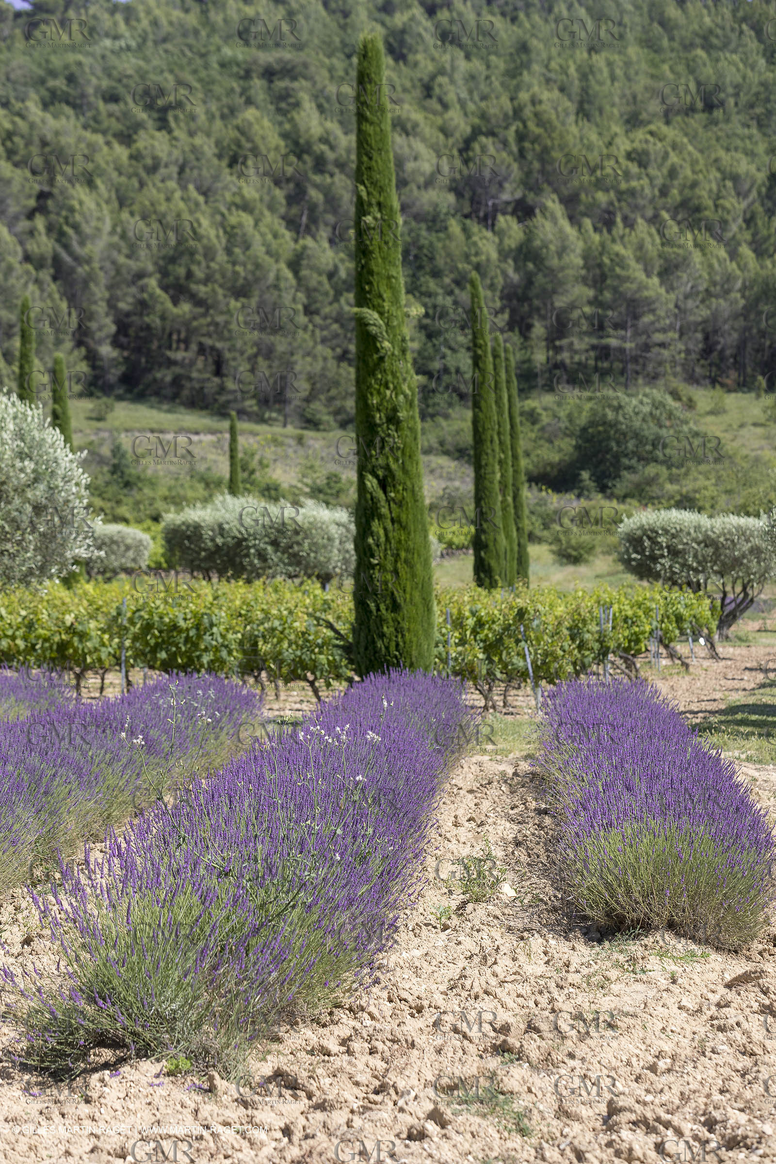 22 06 2018, Saint-Saturnin les Apts (FRA,84), Domaine des Andéols