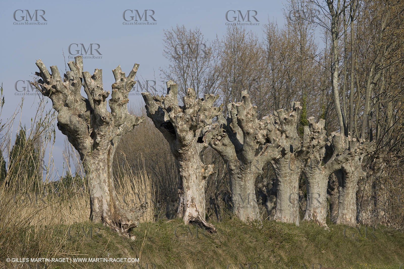 25 02 2005 - Arles and surroundings (FRA, 13) - Vincent Van Gogh south