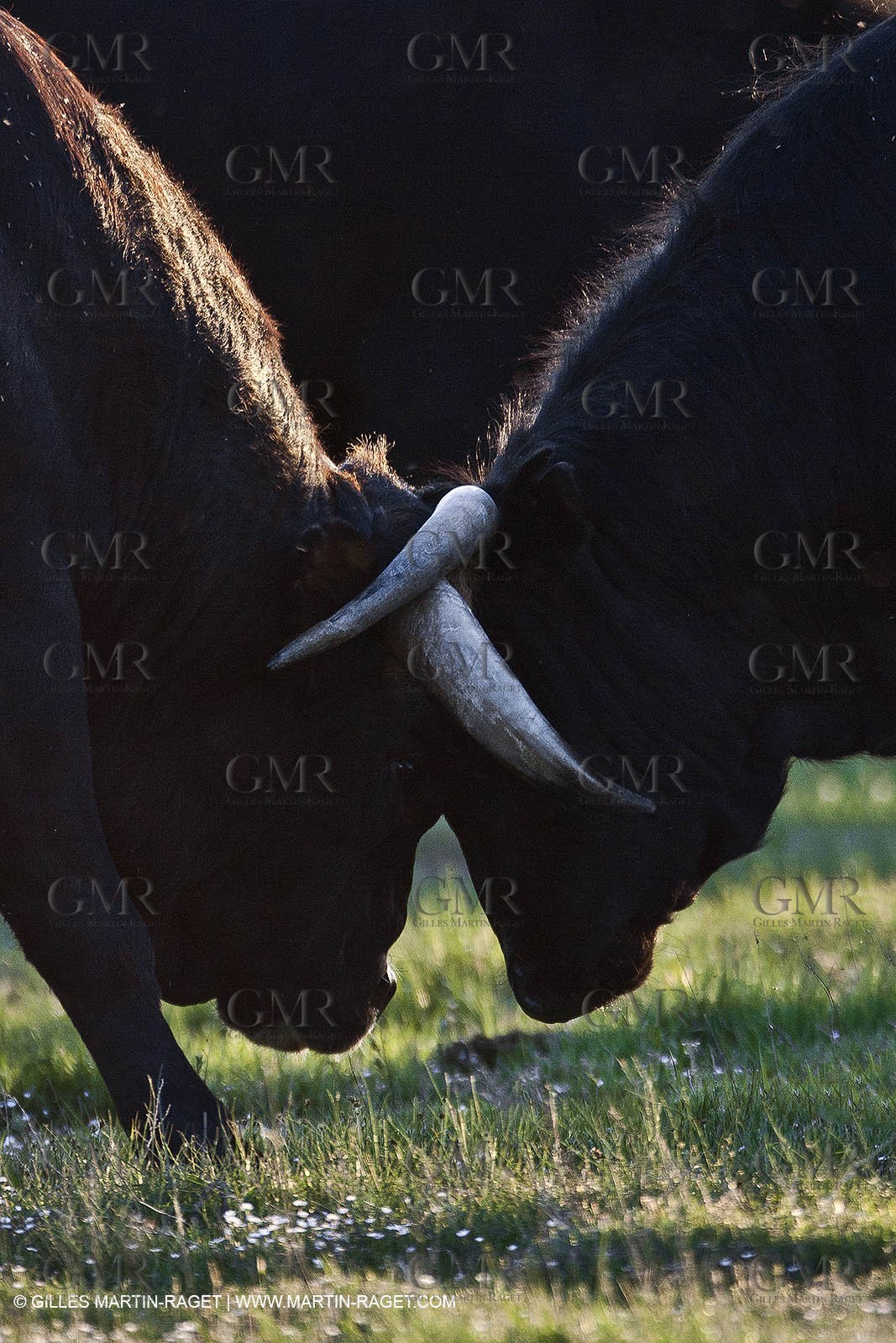 09 04 2011 - Arles (FRA,13) - Bulls fighting in Camargue