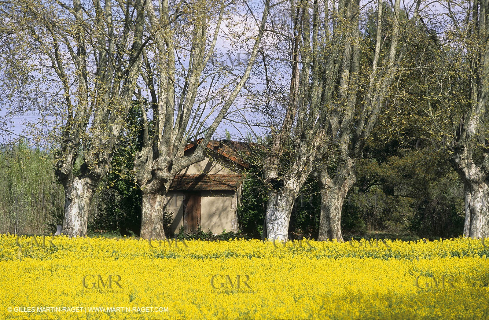 Alpilles (FRA,13), Rape fields
