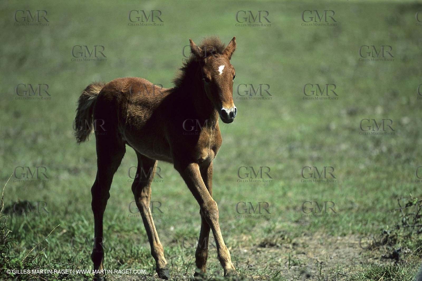 Camargue horses