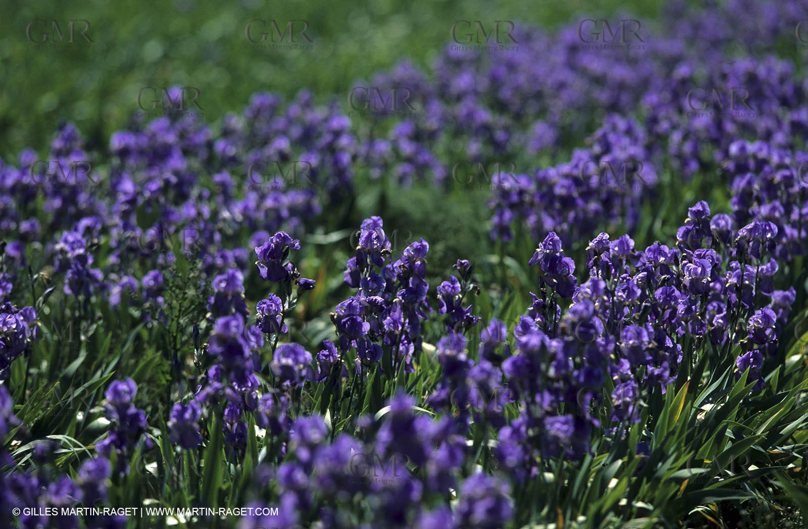 Around Aix en Provence - Wild flowers