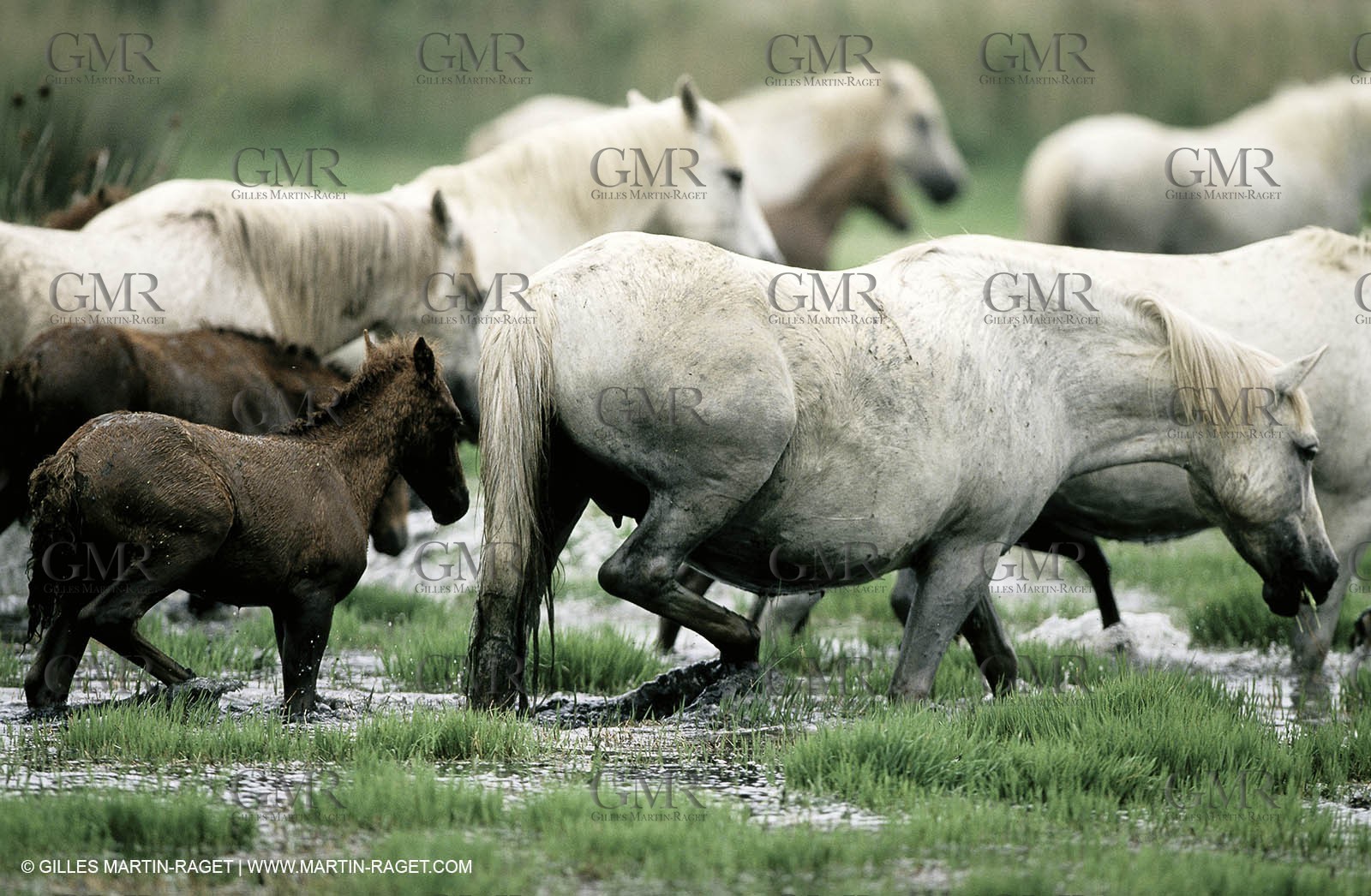 2000-2010- Arles - Les Saintes Maries de la mer (FRA,13) - Camargue horses
