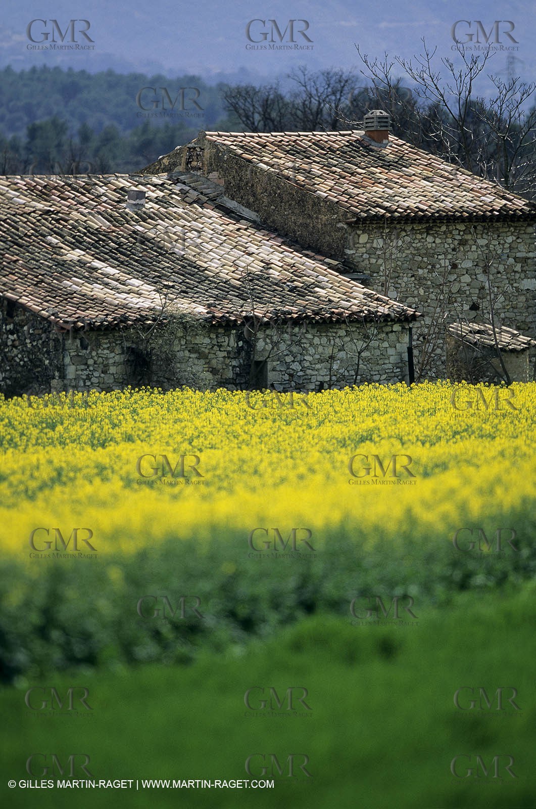 Alpilles (FRA,13), Rape fields
