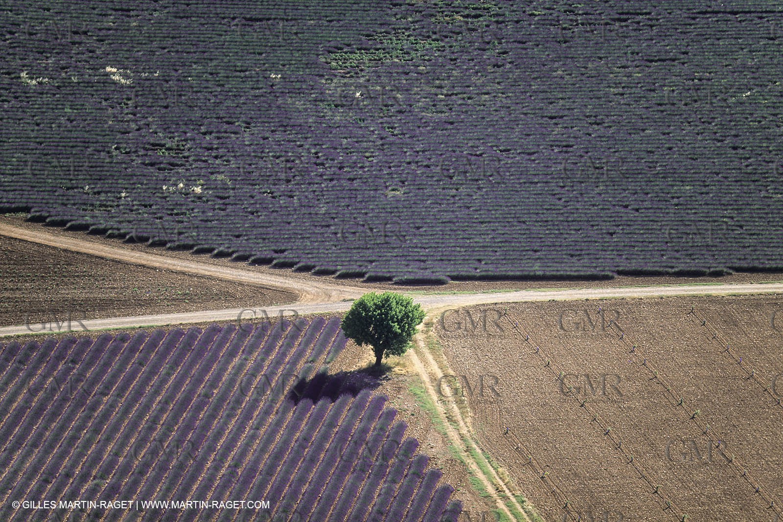 Juin 2005, Valensole (FRA,04) - Lavander fields