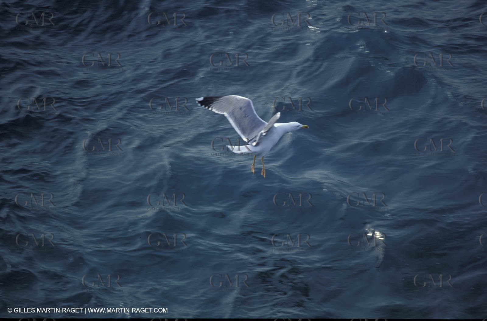 Animaux marins