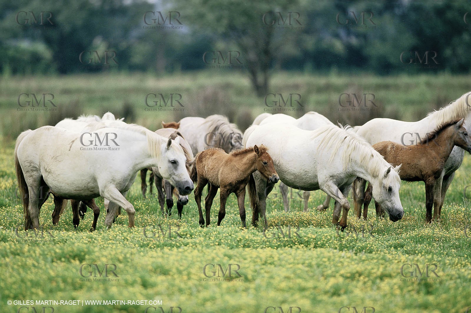 2000-2010- Arles - Les Saintes Maries de la mer (FRA,13) - Camargue horses