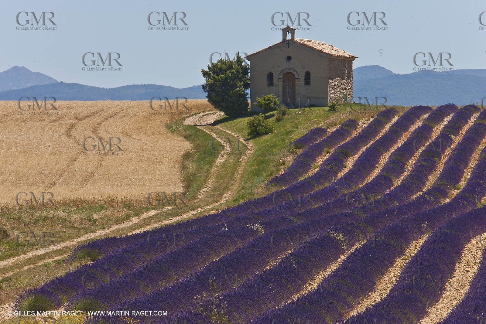 27 06 2011 - Entrevennes (FRA, 04) - Lavander fields