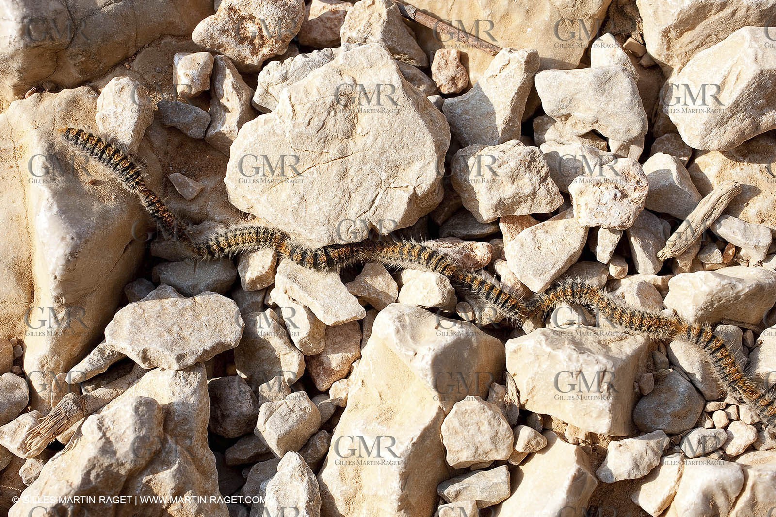 19 03 2009 - Marseille (FRA, 13) - Calanques - From Callelongue to Marseilleveyre