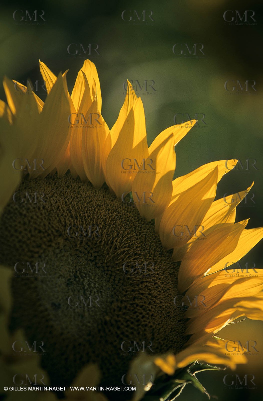 Luberon (FRA,84), Sunflower fields
