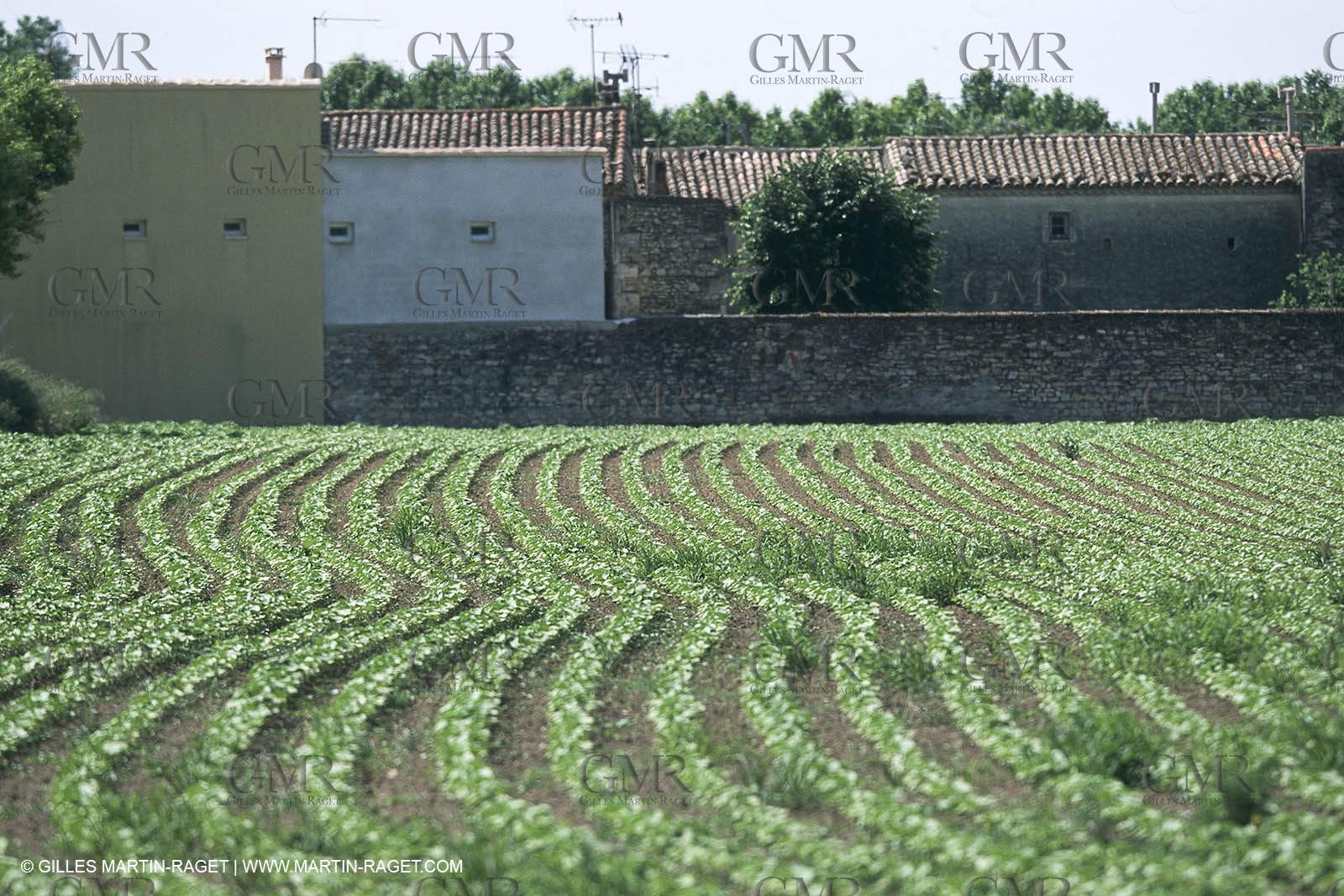 costieres_plaine0070