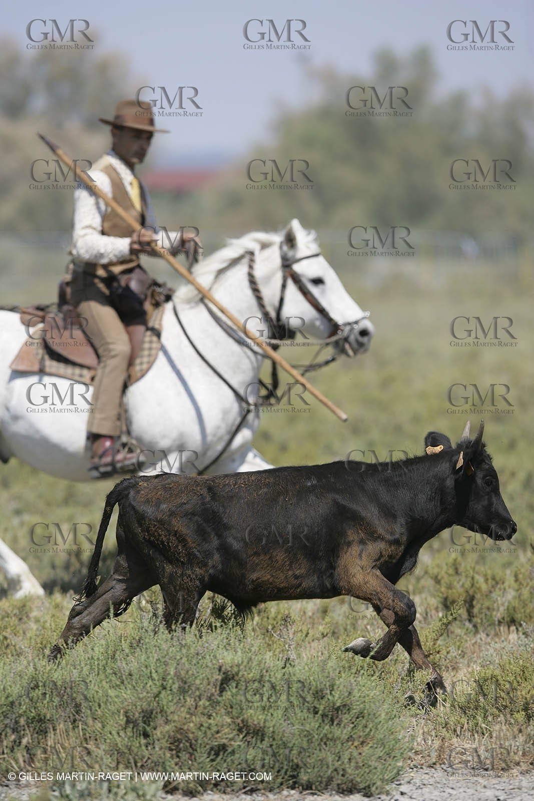 Arles 2006, Camargue horses races