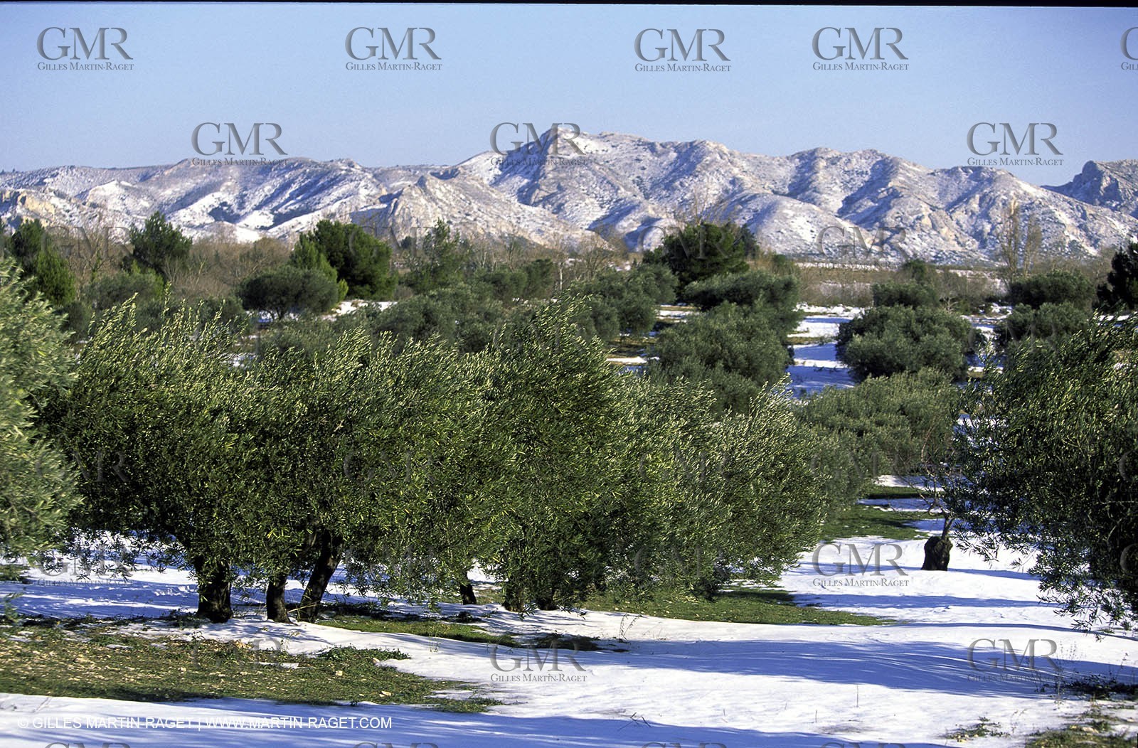 Olive trees near Baux de Provence