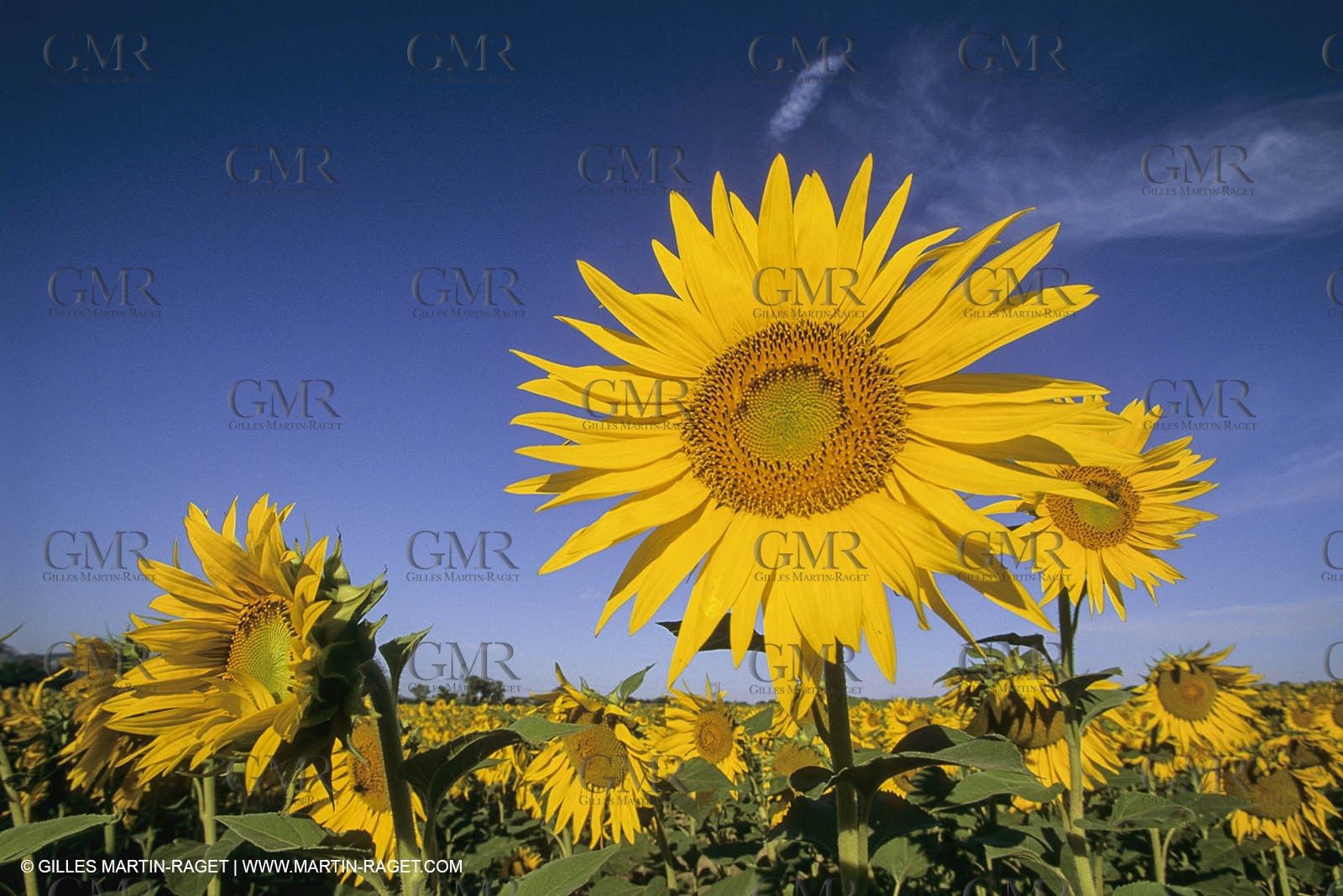 France, Provence, Champs de tournesols