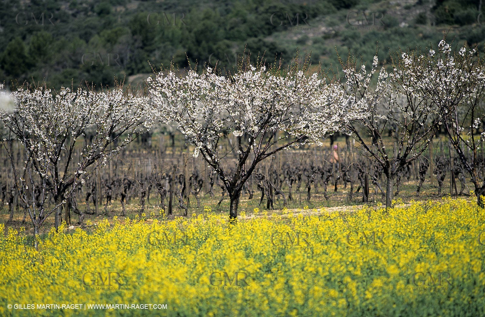 Alpilles (FRA,13), Champs de colza