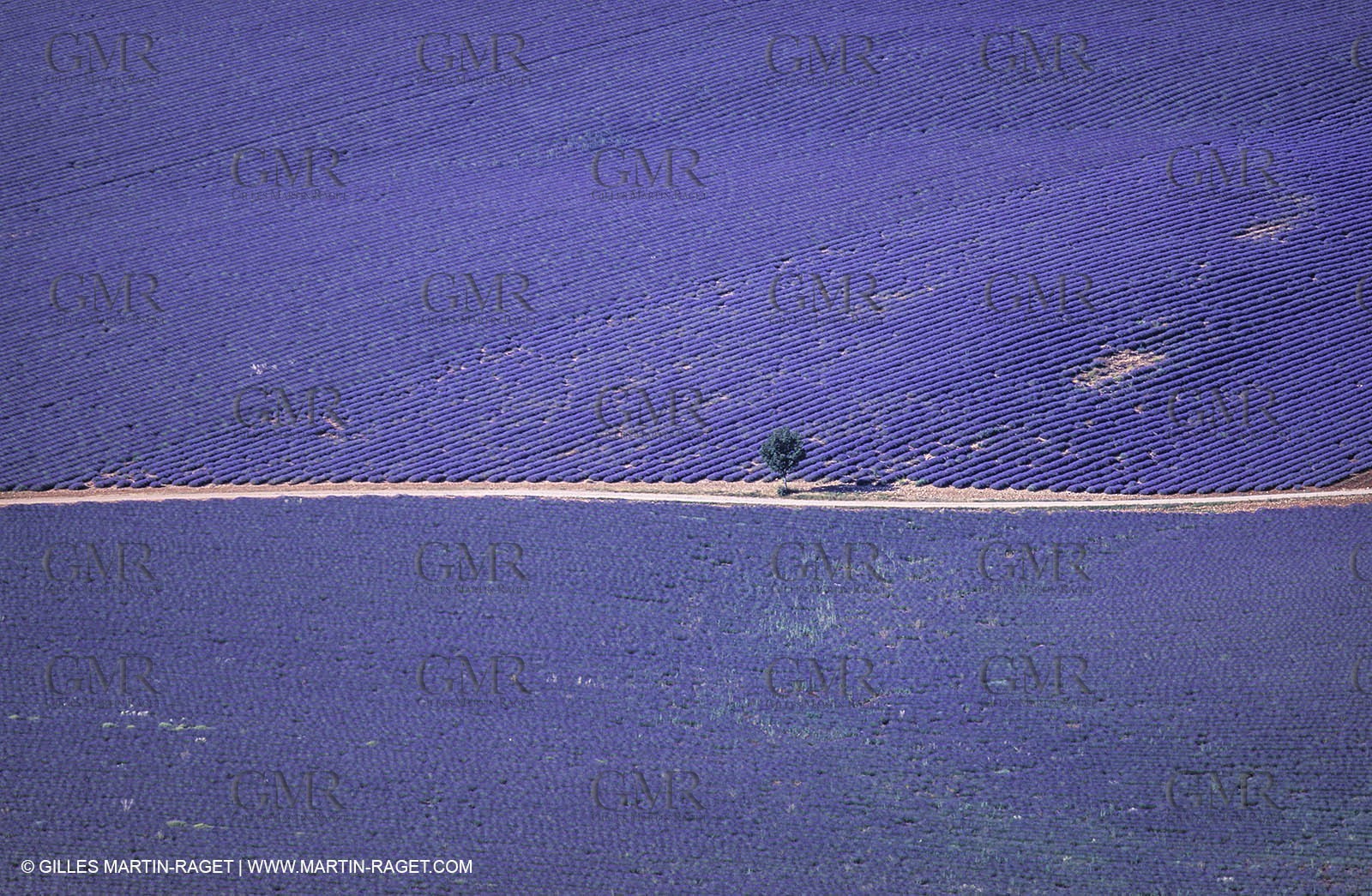 Juin 2005, Valensole (FRA,04) - Lavander fields