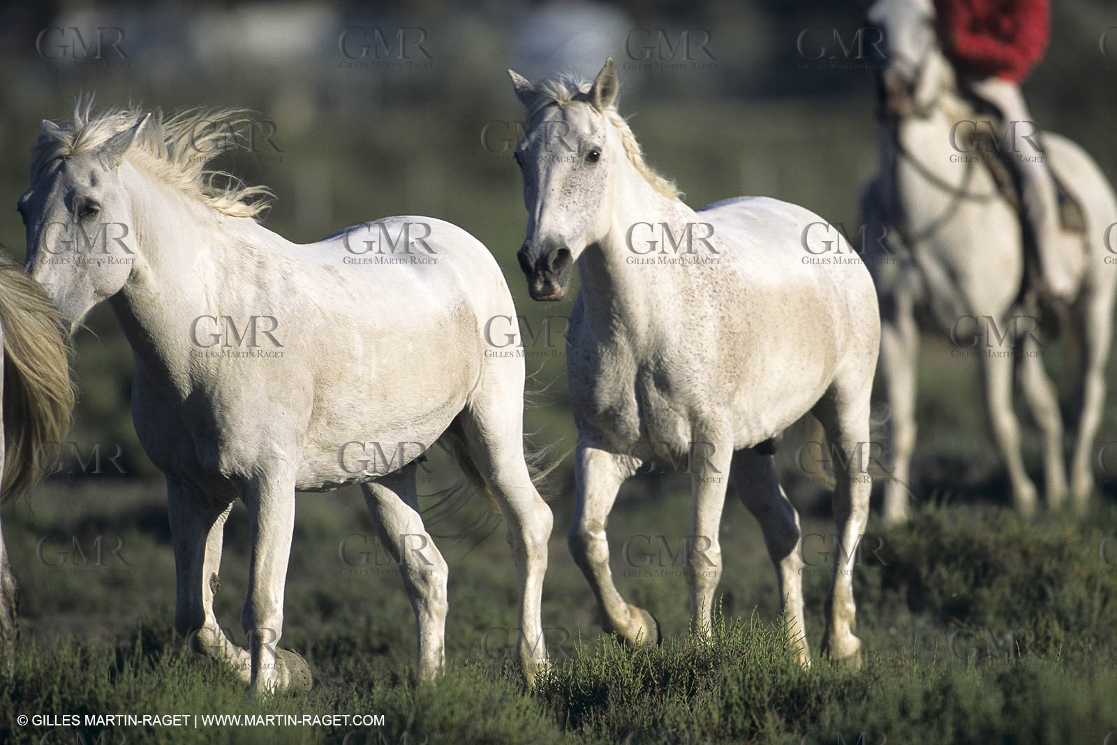 Camargue (FRA,13) - Gardians