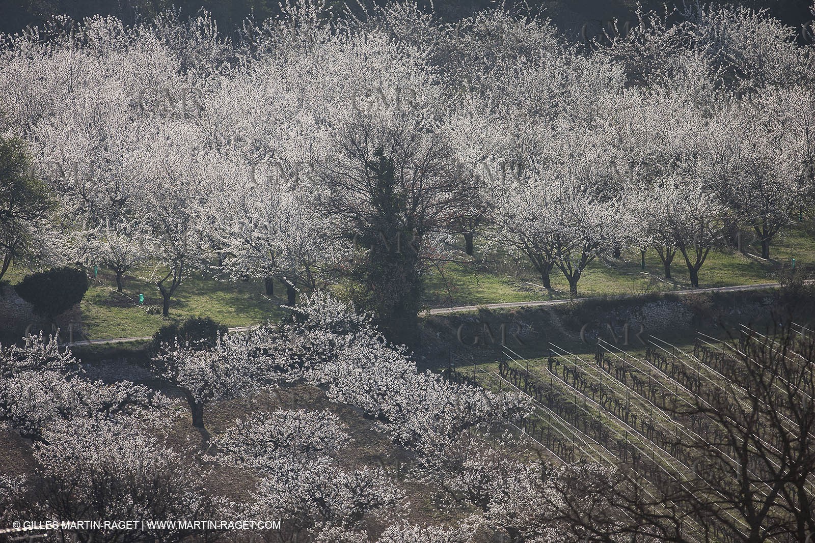March 30th 2012 - Saint Saturnin les Apt (FRA, 84) - blooming cherry trees