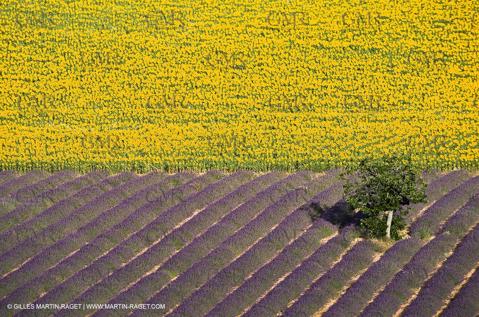 Hgher Provence - Lavender fields