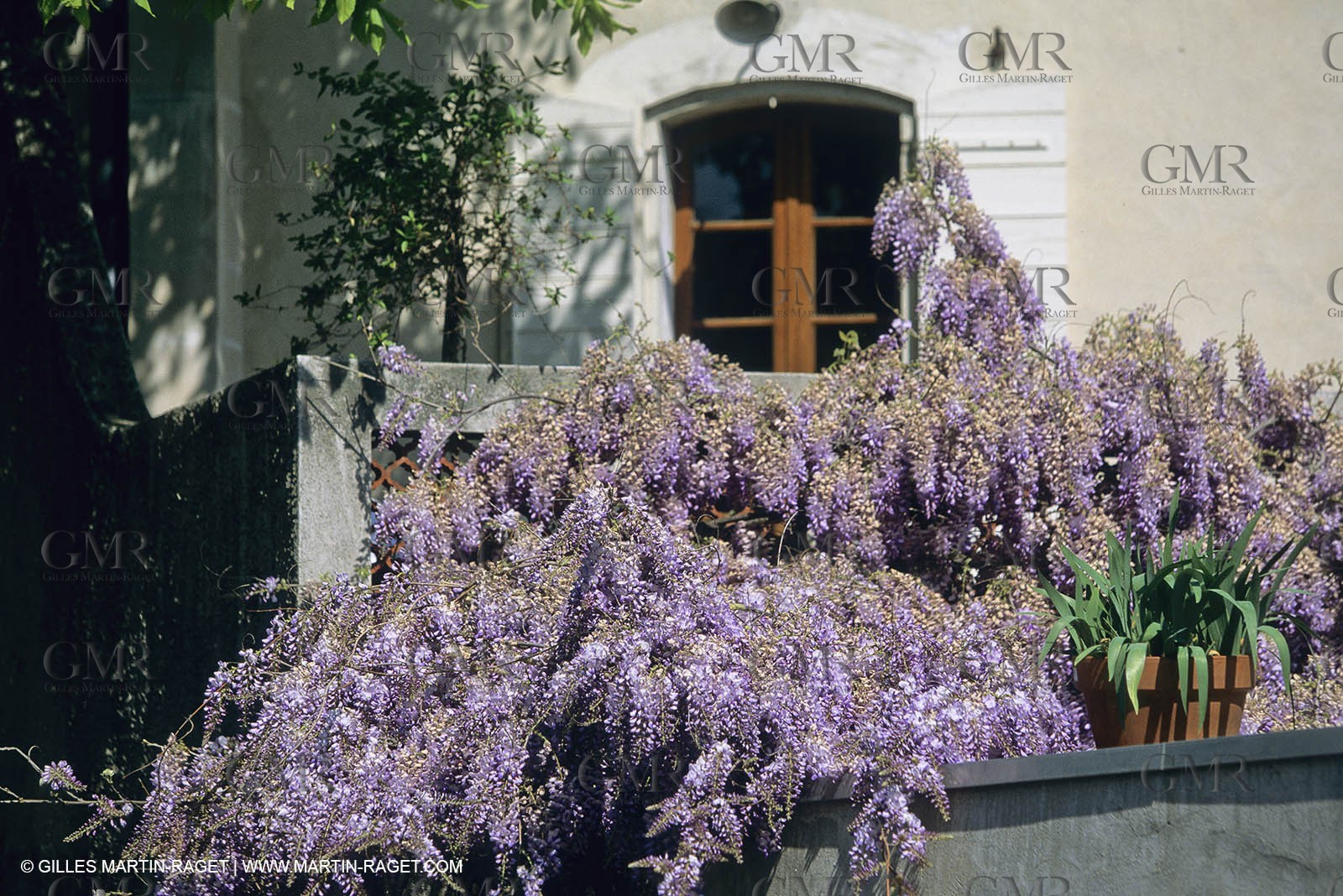 Les Alpilles, Saint Rémy de Provence, (FRA,13) - Glycine in Saint Rémy de Provence