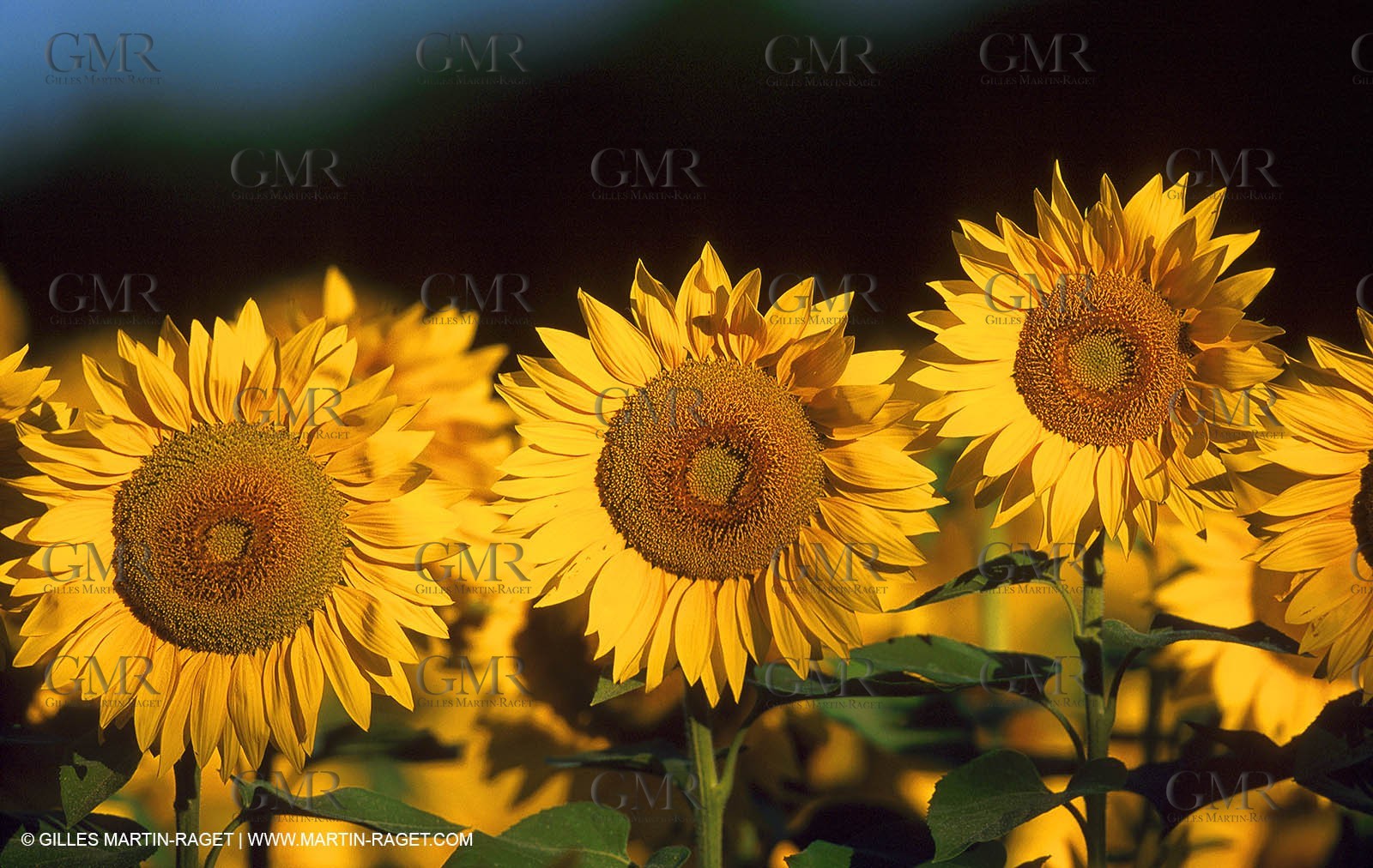 Sunflowers fields
