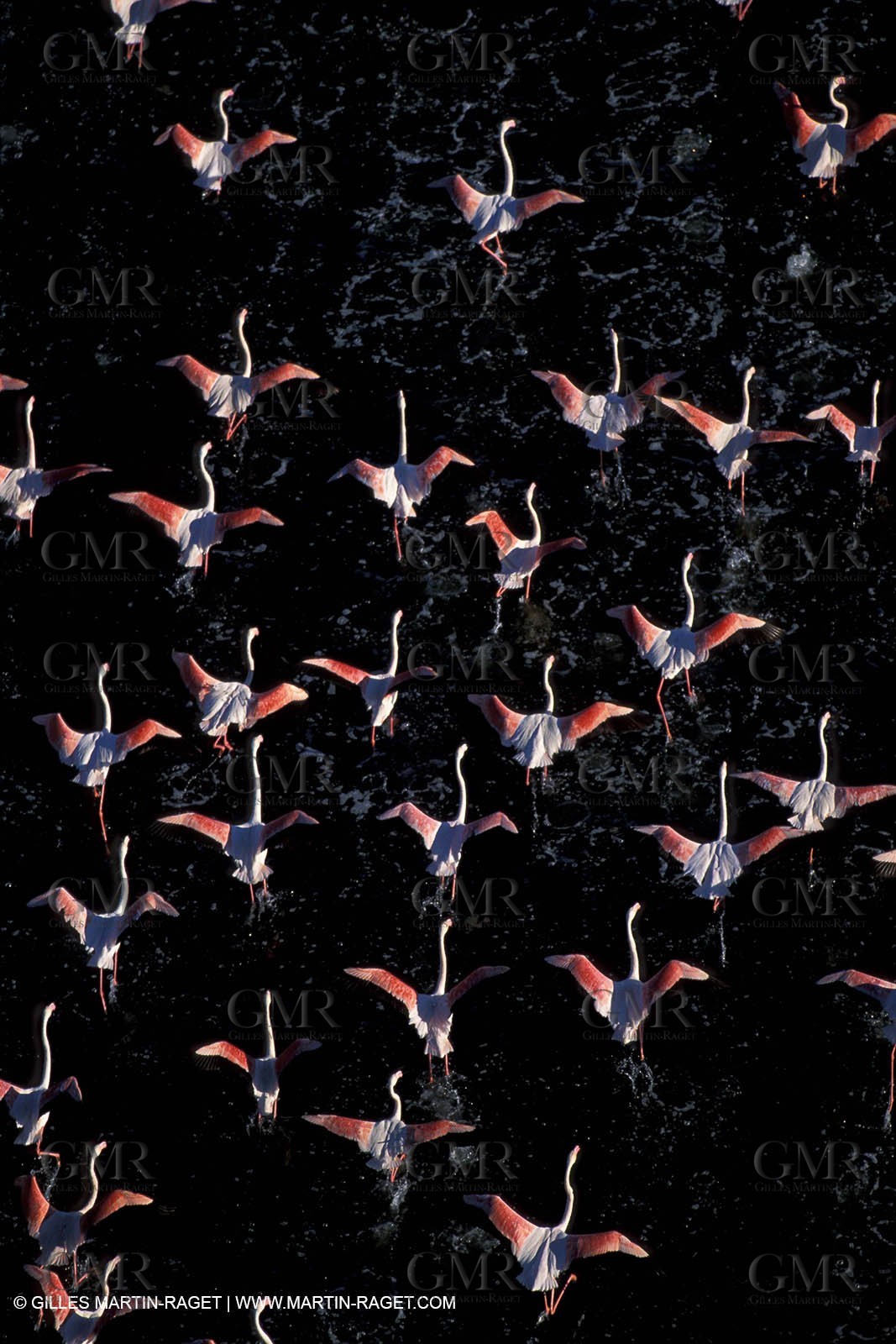 Flamingos - Camargue