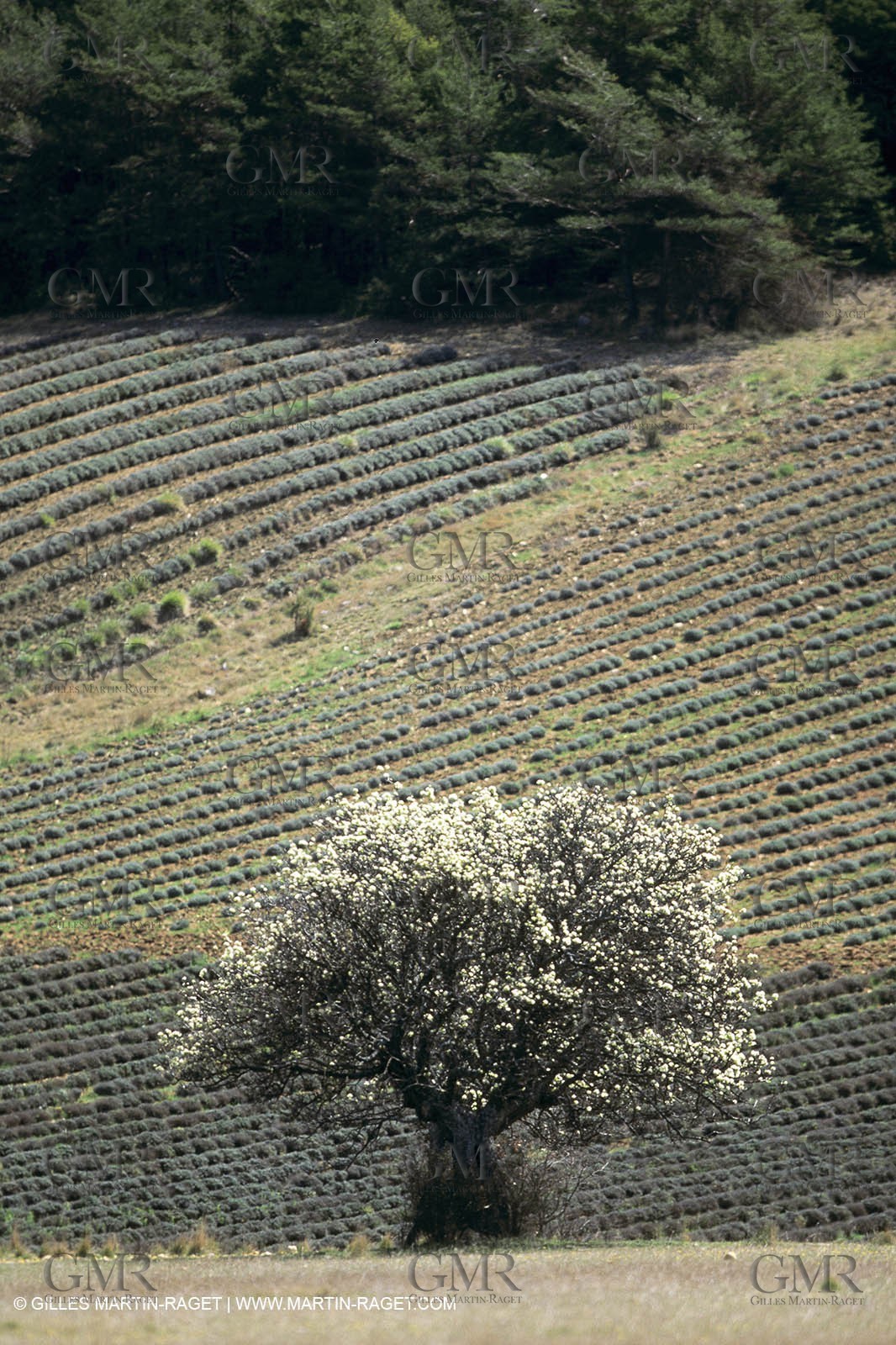 Luberon in winter near Saint Satrunin les Apt (FRA,84)