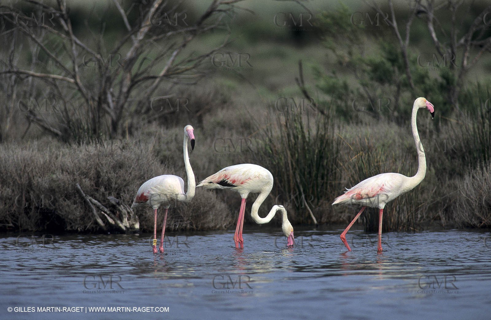 Pink Flamingos - Camargue