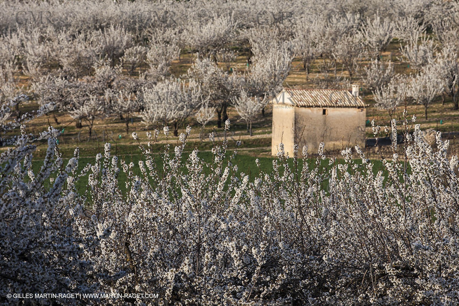 March 30th 2012 - Saint Saturnin les Apt (FRA, 84) - blooming cherry trees