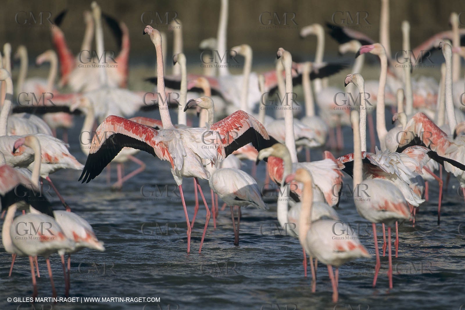 France, Provence, Camargue, Birds, Flamants, flamingos