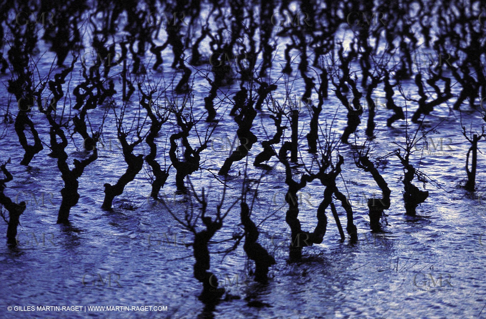 Wine - vineyards - Harvest