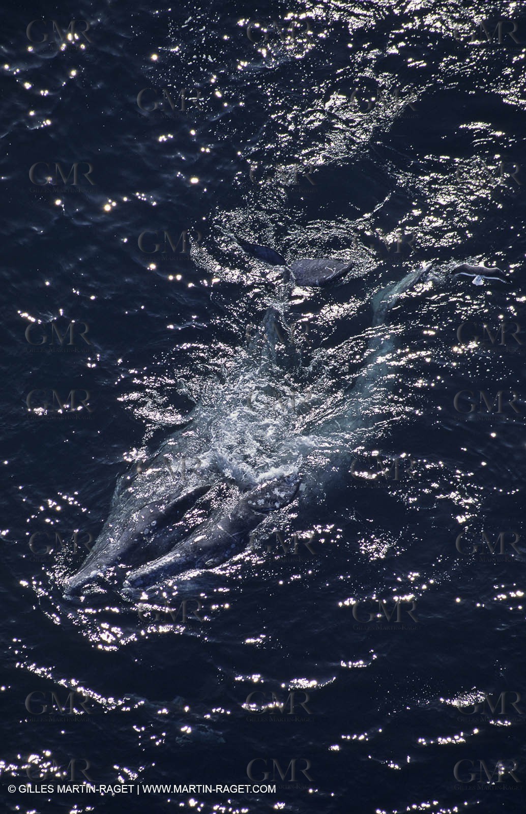 Animaux marins